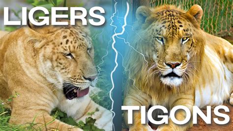 lion tiger company|Liger .